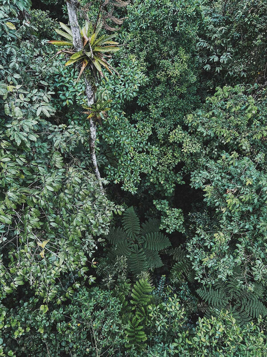 Teleférico Braulio Carrillo - Rainforest Adventures