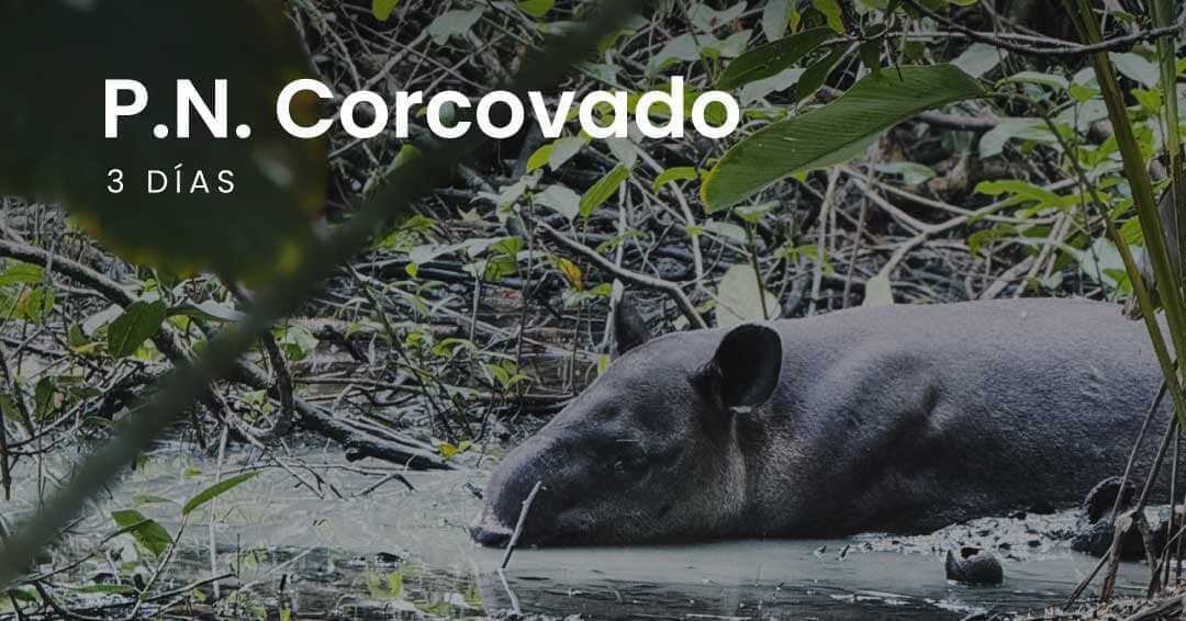 Guía completa para visitar el Parque Nacional Corcovado: de Puerto Jiménez a Sirena
