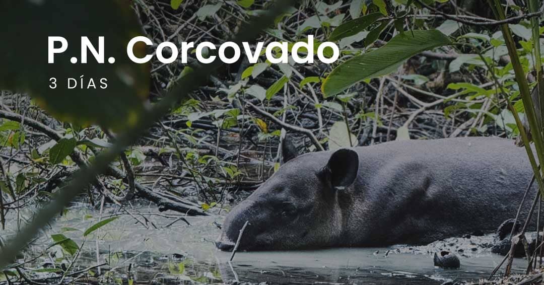 Guía completa para visitar el Parque Nacional Corcovado: de Puerto Jiménez a Sirena