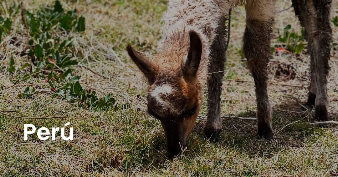 Perú