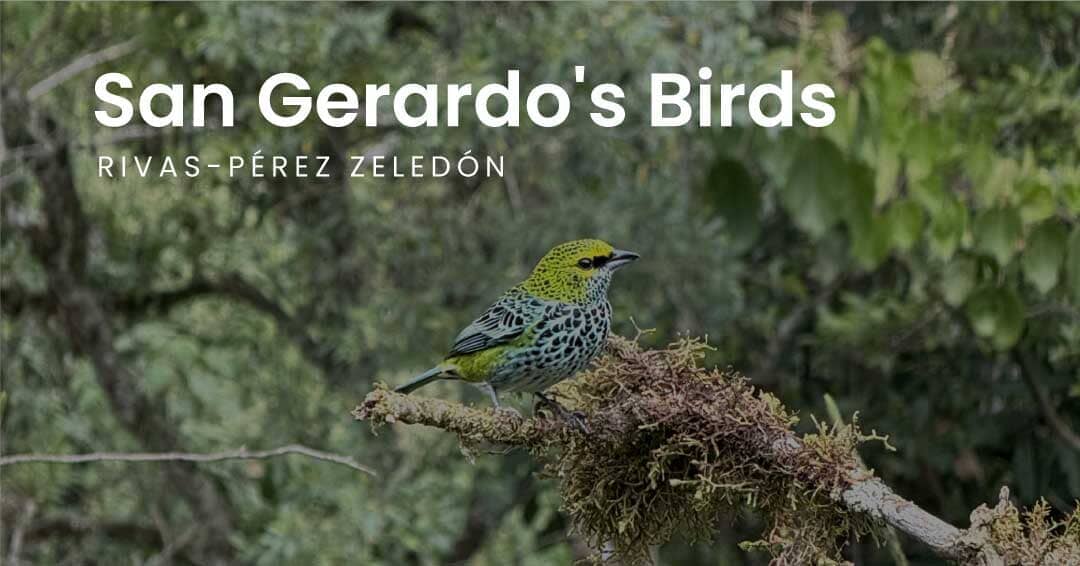 San Gerardo's Birds - Rivas, Perez Zeledón