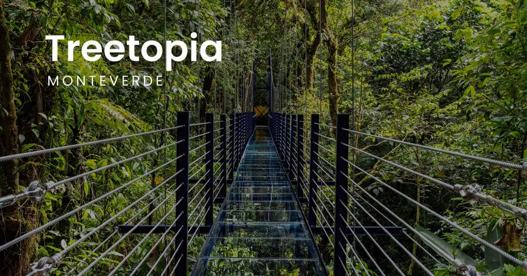 Treetopia Monteverde: aventura entre las copas del bosque nuboso