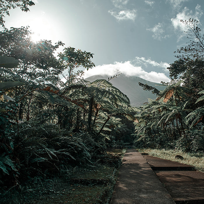 Del Trópico Collection Preset La Fiebre de Viajar 